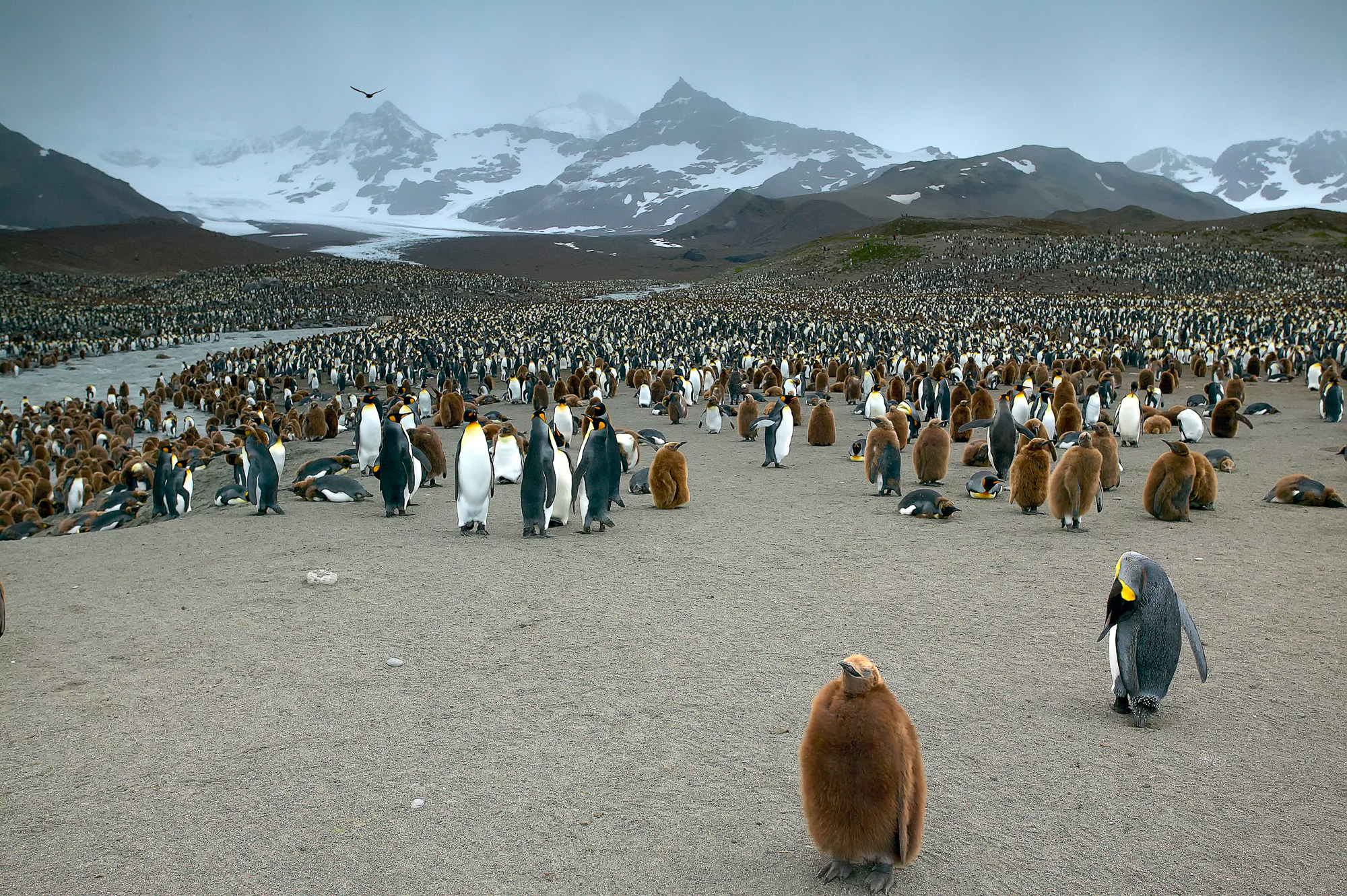 Hunderttausende Königspinguine  in der St. Andrews Bay, Süd Georgien